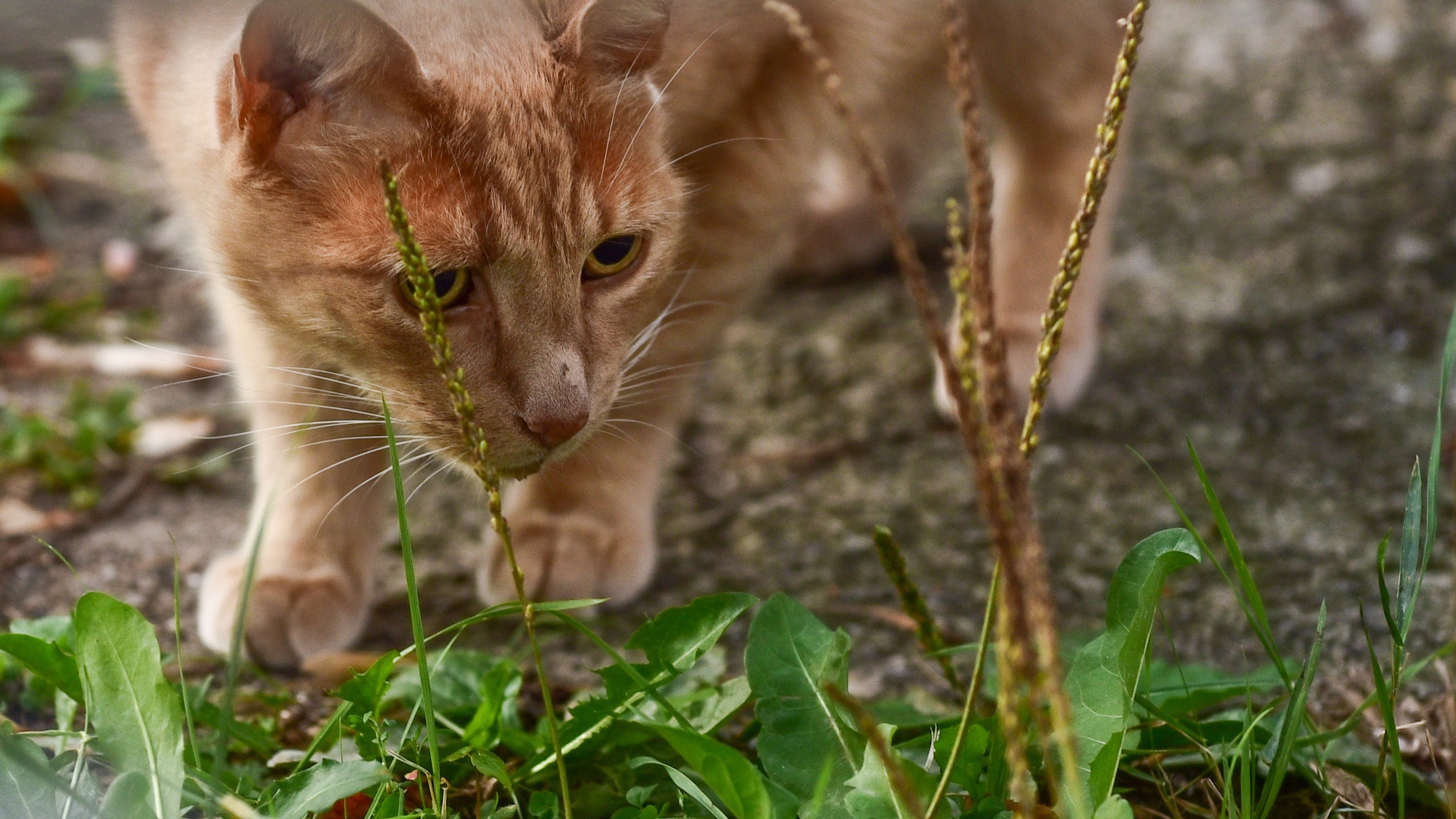 Nutrición Felina