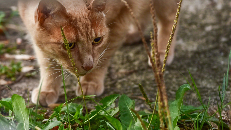 Nutrición Felina