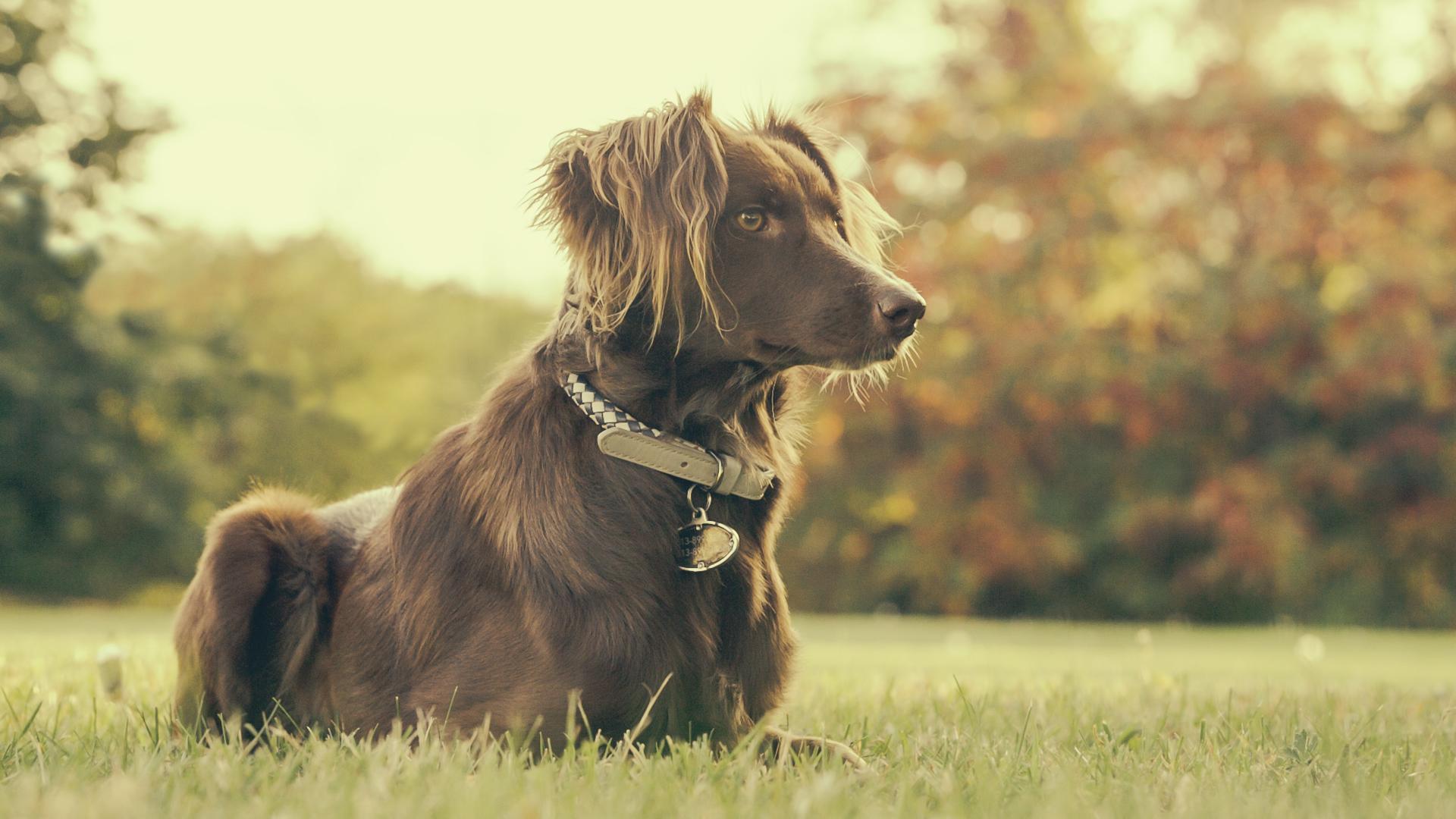 Nutrición Canina