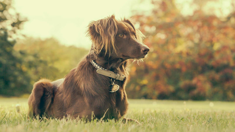 Nutrición Canina