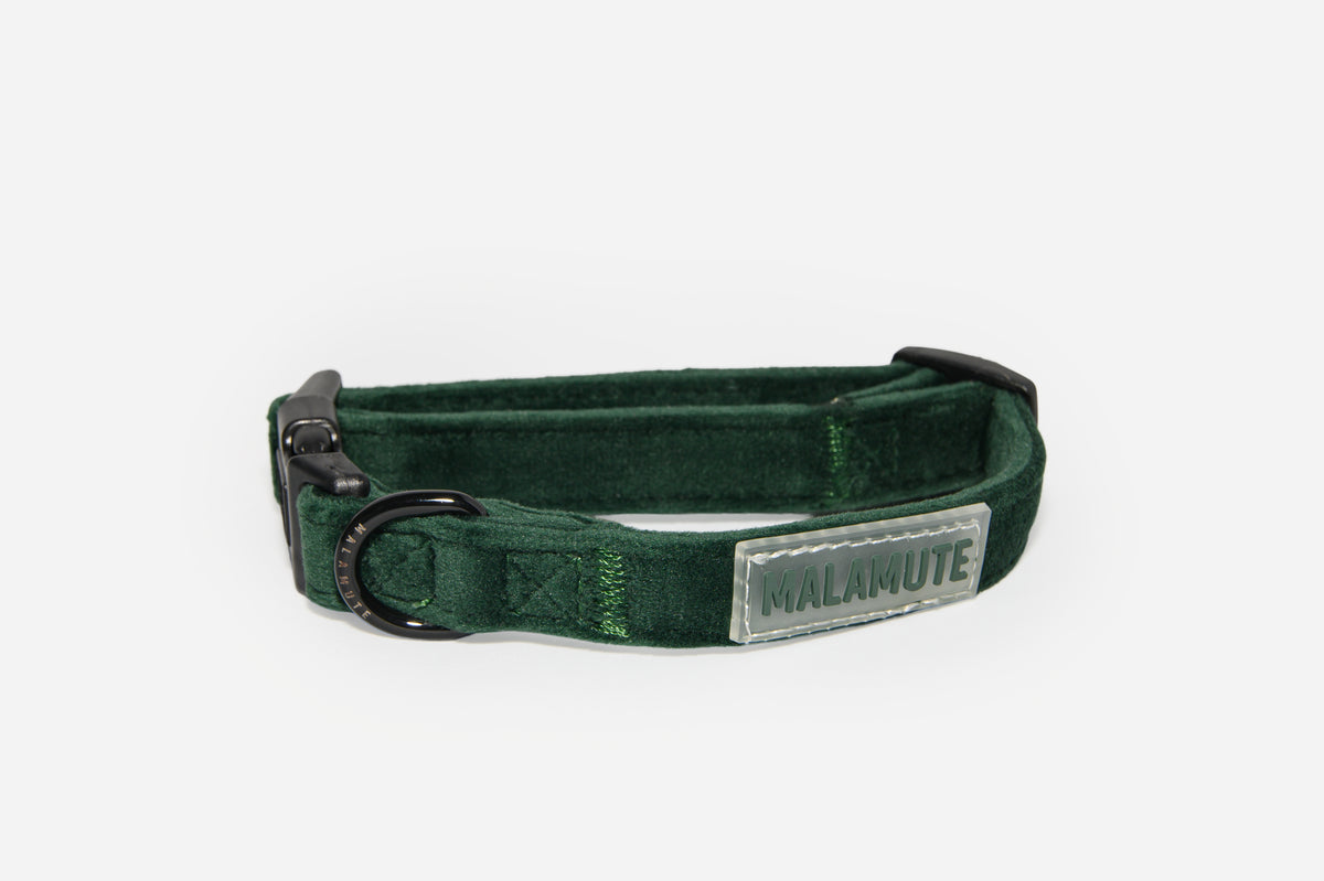 Collar Aurora