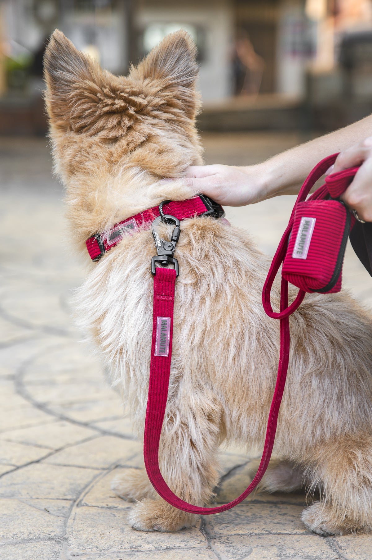Collar Ember