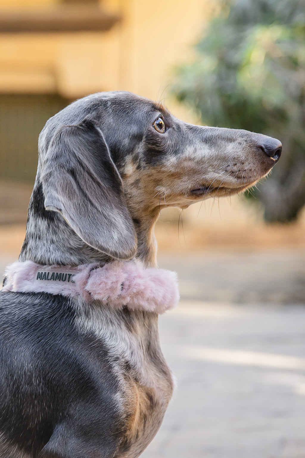 Collar Eira
