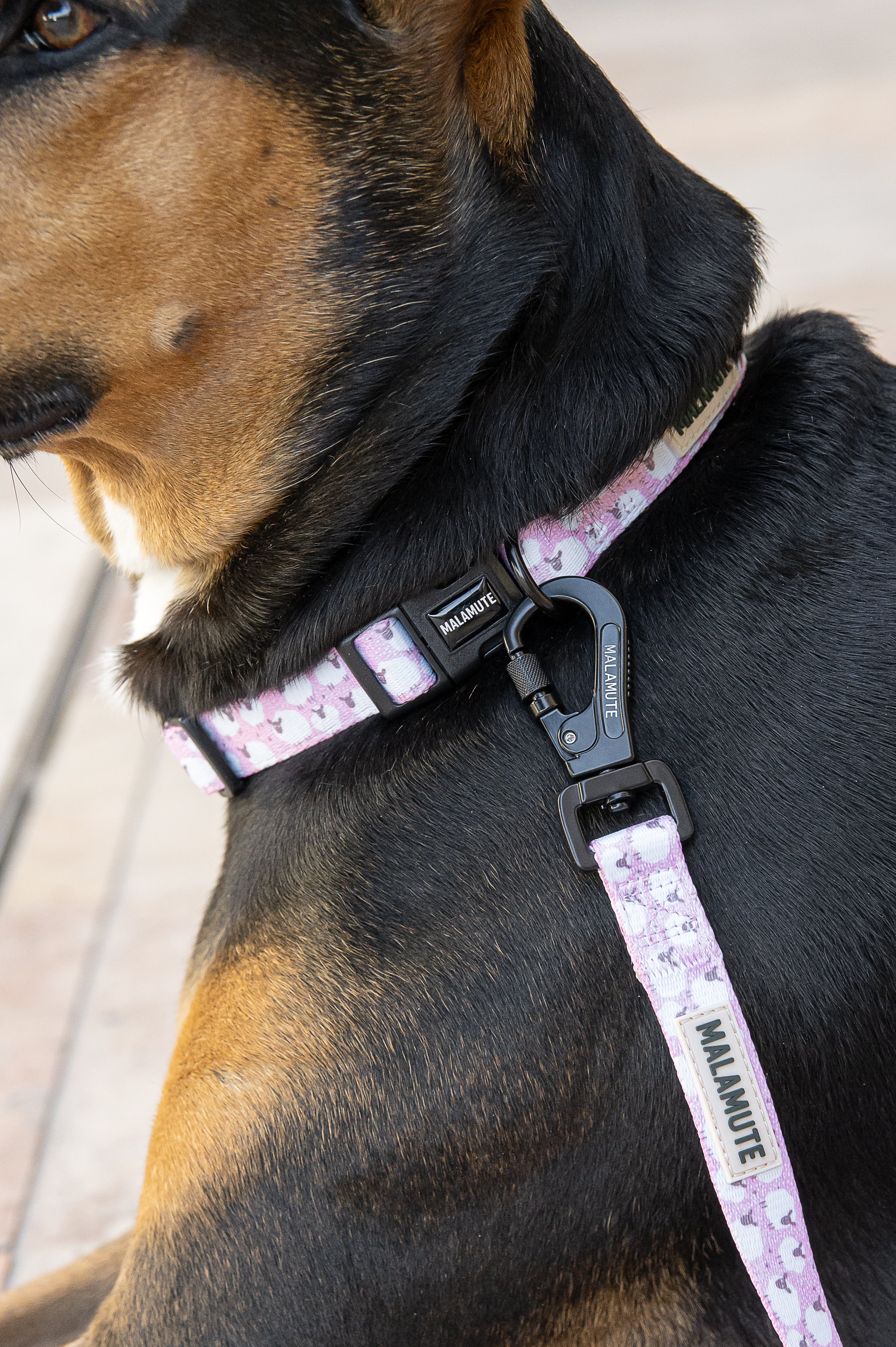 Collar Løvna